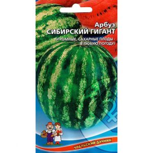 Welche Arten von Wassermelonen sind für das Pflanzen in Sibirien vorzuziehen?