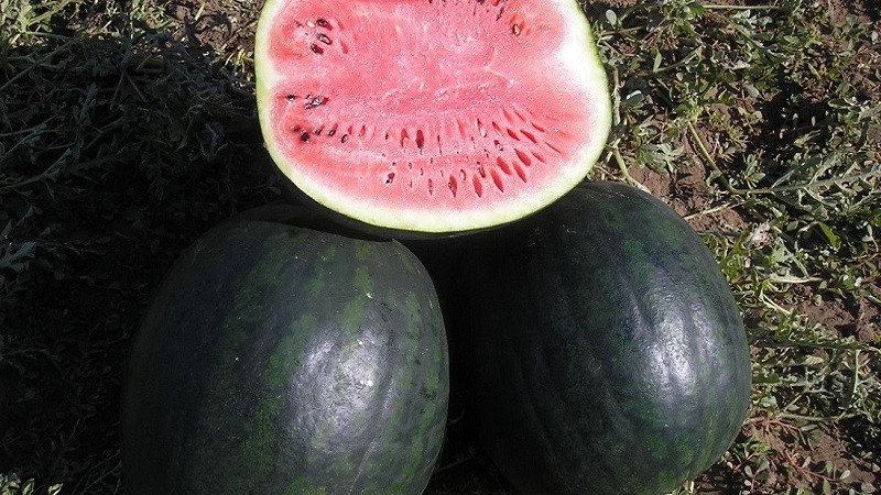 Welche Arten von Wassermelonen sind für das Pflanzen in Sibirien vorzuziehen?