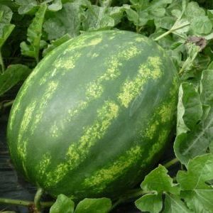 Welche Arten von Wassermelonen sind für das Pflanzen in Sibirien vorzuziehen?