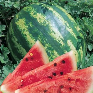 Welche Arten von Wassermelonen sind für das Pflanzen in Sibirien vorzuziehen?