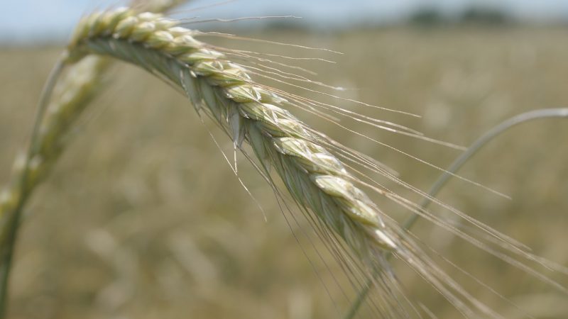 Welches Getreide wird aus Roggen hergestellt und seine vorteilhaften Eigenschaften