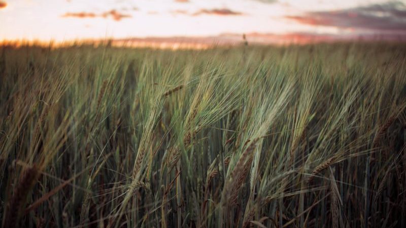 Welches Getreide wird aus Roggen hergestellt und seine vorteilhaften Eigenschaften