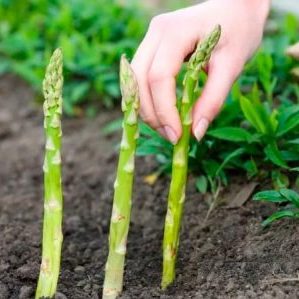 Wann und wie man Spargel im Herbst richtig verpflanzt