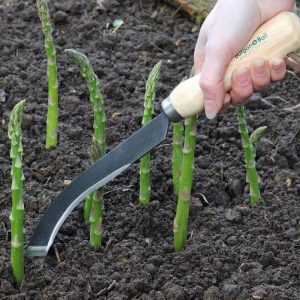 Wann und wie man Spargel im Herbst richtig verpflanzt