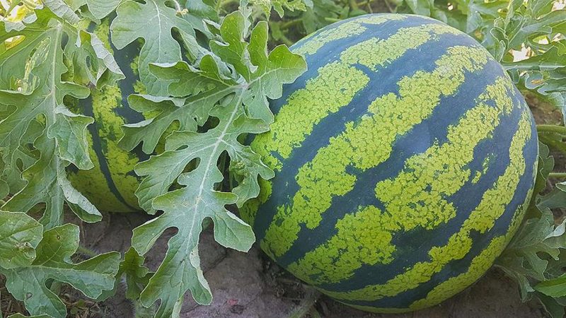 Wann reifen Wassermelonen und wie bestimmen sie ihre Reife?