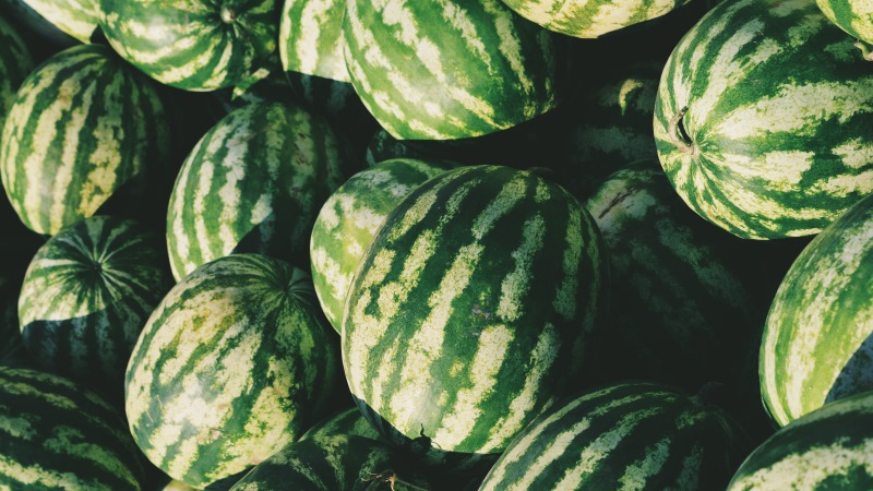 Wann reifen Wassermelonen und wie bestimmen sie ihre Reife?