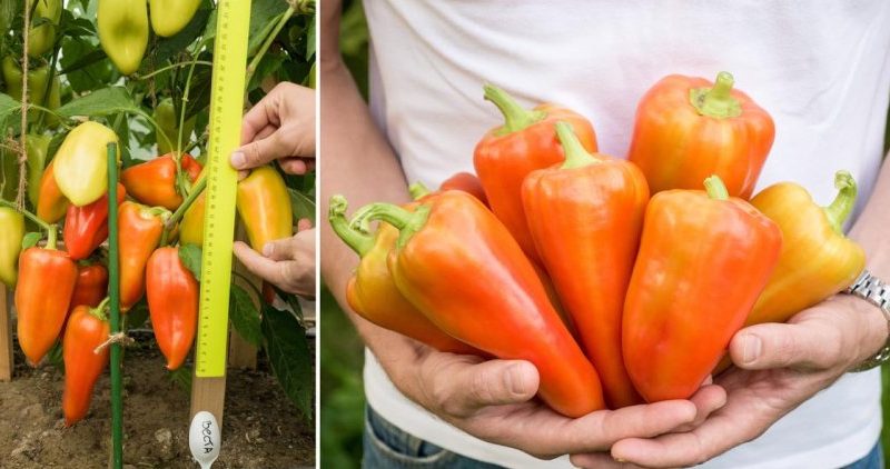 Wann man Paprika aus dem Busch nimmt: pünktlich ernten