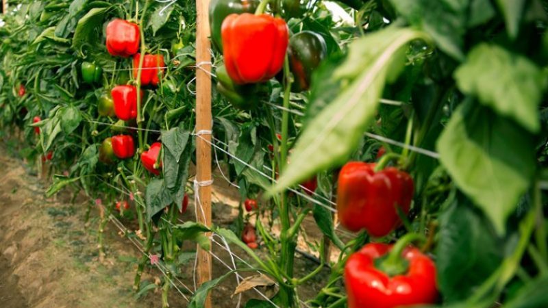 Wann man Paprika aus dem Busch nimmt: pünktlich ernten