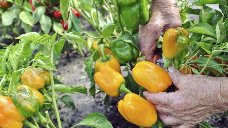 Wann man Paprika aus dem Busch nimmt: pünktlich ernten