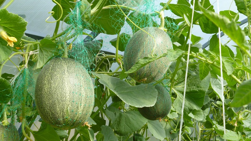 Wenn Melonen reifen und wie man den Reifegrad richtig bestimmt