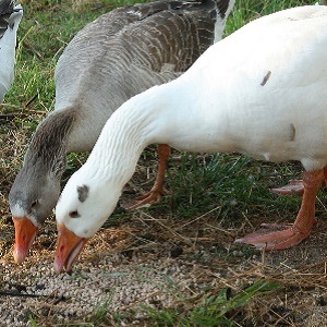 Wer kann mit Futtergerste gefüttert werden