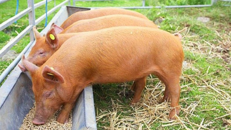 Wer kann mit Futtergerste gefüttert werden