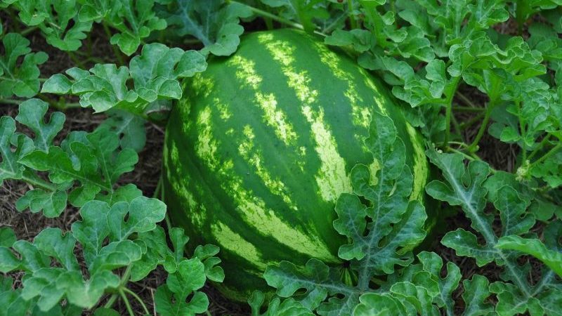 Was ist gut an einer Wassermelone ohne Samen, welche Sorten gibt es und wie kann man sie anbauen?