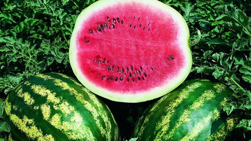 Beliebte Wassermelonensorte Crimson Sweet: Ein Überblick über die Vor- und Nachteile und die wachsende Technologie