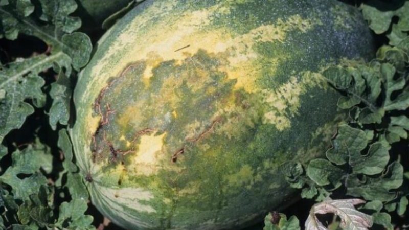 Beliebte Wassermelonensorte Crimson Sweet: Ein Überblick über die Vor- und Nachteile und die wachsende Technologie