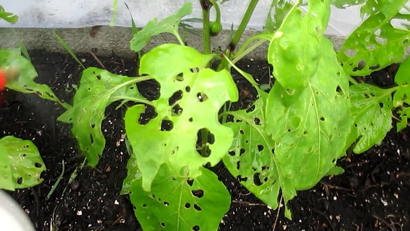 Paprika-Blätter sind alle in Löchern: Wer isst die Ernte und wie geht man mit Schädlingen um?