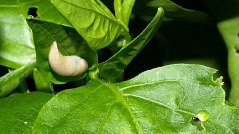 Paprika-Blätter sind alle in Löchern: Wer isst die Ernte und wie geht man mit Schädlingen um?