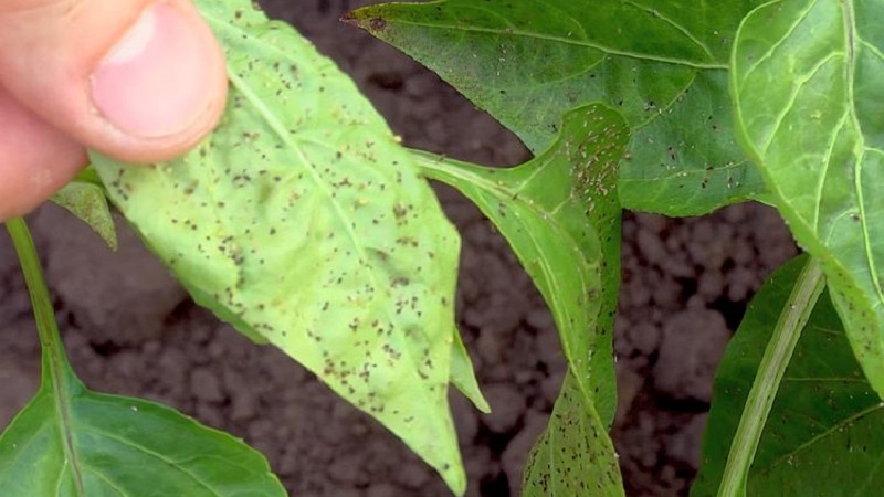 Paprika-Blätter sind alle in Löchern: Wer isst die Ernte und wie geht man mit Schädlingen um?