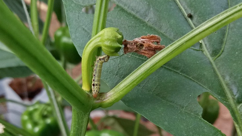 Paprika-Blätter sind alle in Löchern: Wer isst die Ernte und wie geht man mit Schädlingen um?