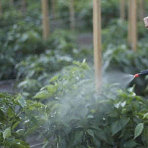 Paprika-Blätter sind alle in Löchern: Wer isst die Ernte und wie geht man mit Schädlingen um?