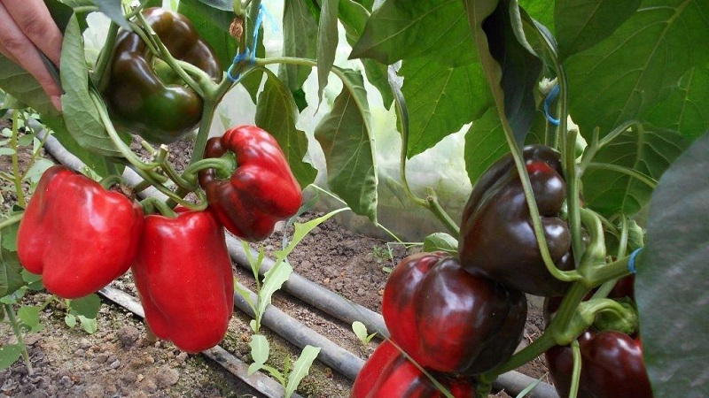 Die besten Paprika für Gewächshäuser in der Region Moskau