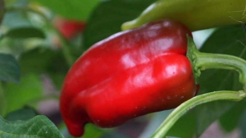 Die besten Paprika für Gewächshäuser in der Region Moskau