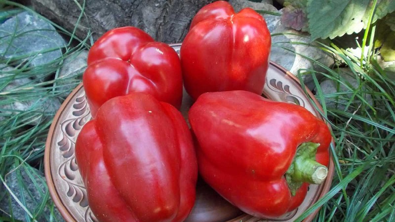 Die besten Paprika für Gewächshäuser in der Region Moskau