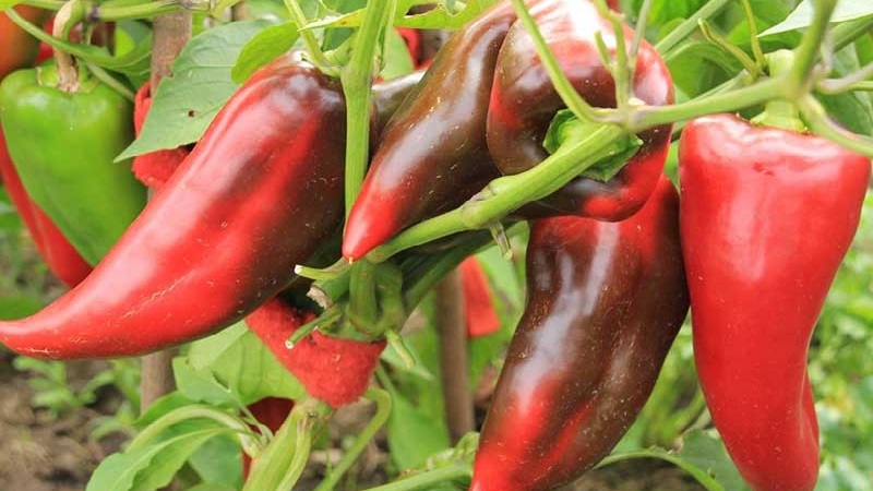 Die besten Paprika für Gewächshäuser in der Region Moskau