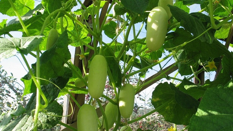 Der Favorit vieler Sommerbewohner ist die Gurkensorte White Angel mit ungewöhnlichem Aussehen und angenehmem Geschmack