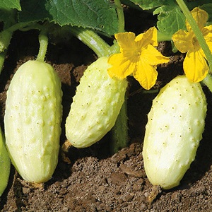 Der Favorit vieler Sommerbewohner ist die Gurkensorte White Angel mit ungewöhnlichem Aussehen und angenehmem Geschmack