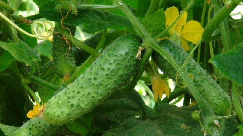 Hybride frühreife Hybride von Merengue-Gurken, resistent gegen Krankheiten und Wetterbedingungen