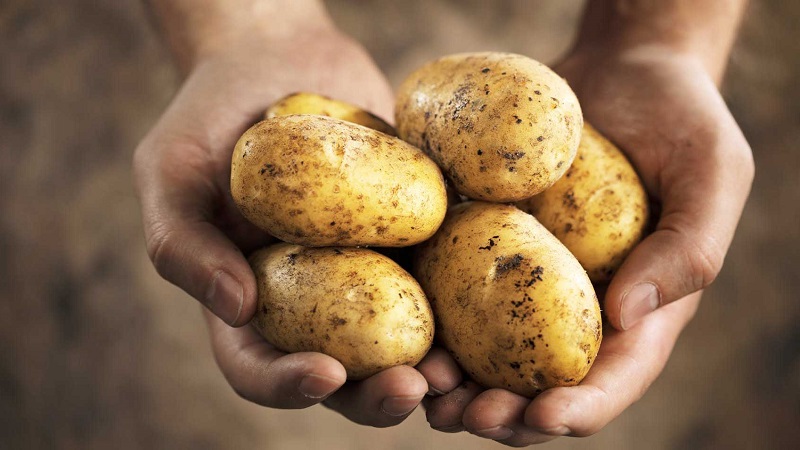 Können Sie während des Stillens Kartoffeln essen?