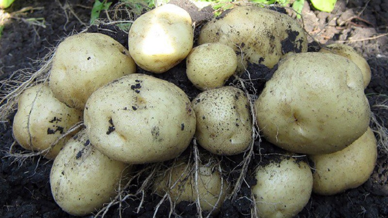 Ist es möglich, grüne Kartoffeln zu essen, ist es gefährlich für den menschlichen Körper und warum?