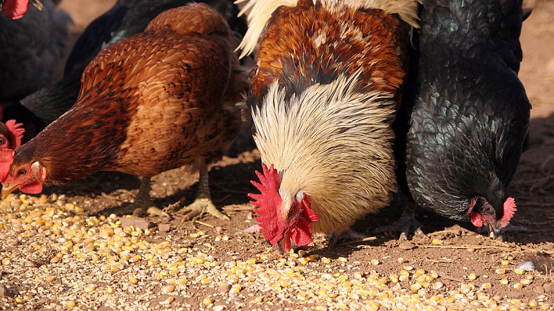 Ist es möglich, Vögel mit Reis und anderem Getreide zu füttern?