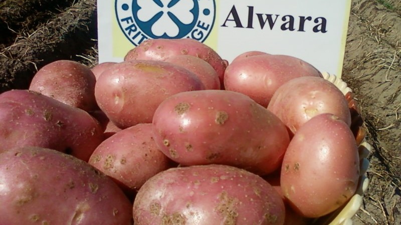 Zuverlässig und beliebt bei Landwirten, Alvar Kartoffelsorte von deutschen Züchtern