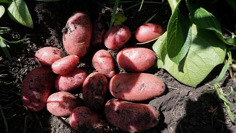 Zuverlässig und beliebt bei Landwirten, Alvar Kartoffelsorte von deutschen Züchtern