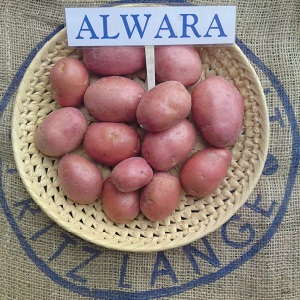 Zuverlässig und beliebt bei Landwirten, Alvar Kartoffelsorte von deutschen Züchtern