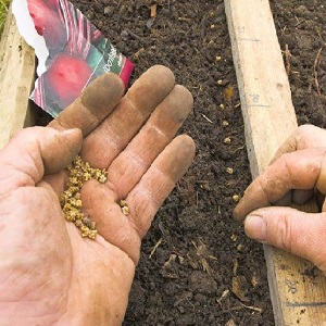 Eine der süßesten Sorten ist Rüben: Beschreibung, Vor- und Nachteile