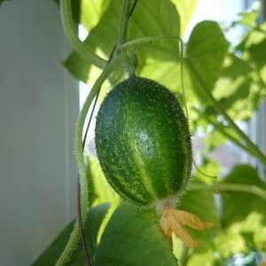 Ungewöhnliche runde Gurken Chupa Probe für Salate und Winterzubereitungen