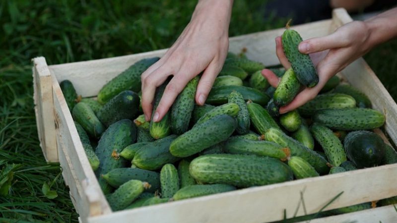 Gurken-Hybrid-Pflege, geeignet für raue Bedingungen