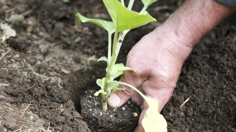 Merkmale des Pflanzens von Auberginen in offenem Boden