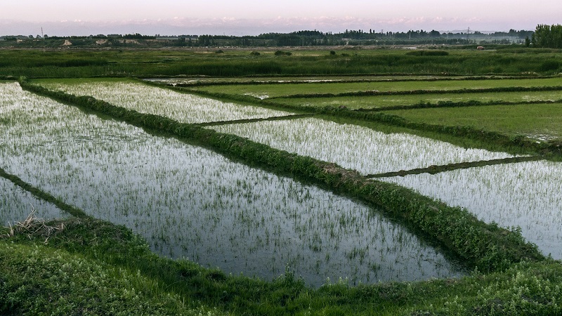 Merkmale des Reisanbaus im Krasnodar-Territorium