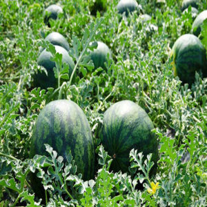 Warum Wassermelone nicht süß ist: Ursachen des Problems und wie man es verhindert