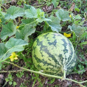 Warum Wassermelone nicht süß ist: Ursachen des Problems und wie man es verhindert