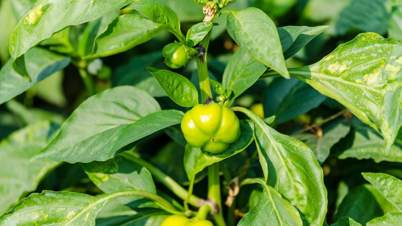 Why peppers don't grow: possible causes of the problem and methods of solving them