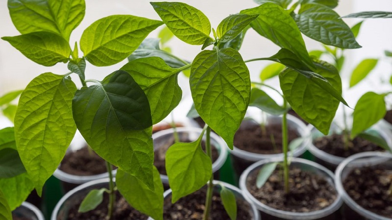 Why peppers don't grow: possible causes of the problem and methods of solving them