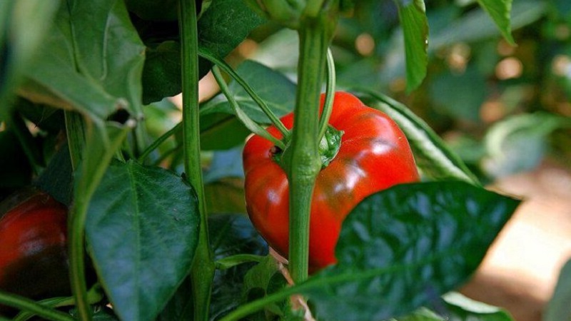 Why peppers don't grow: possible causes of the problem and methods of solving them