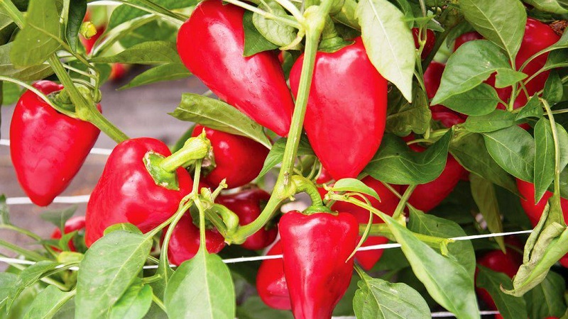 Why peppers don't grow: possible causes of the problem and methods of solving them