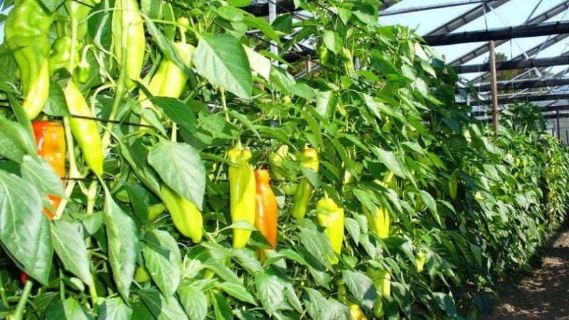 Why peppers don't grow: possible causes of the problem and methods of solving them