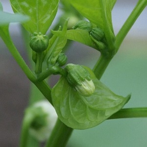 Warum fallen Paprika in ein Gewächshaus und was tun, um Ihre Ernte zu retten?